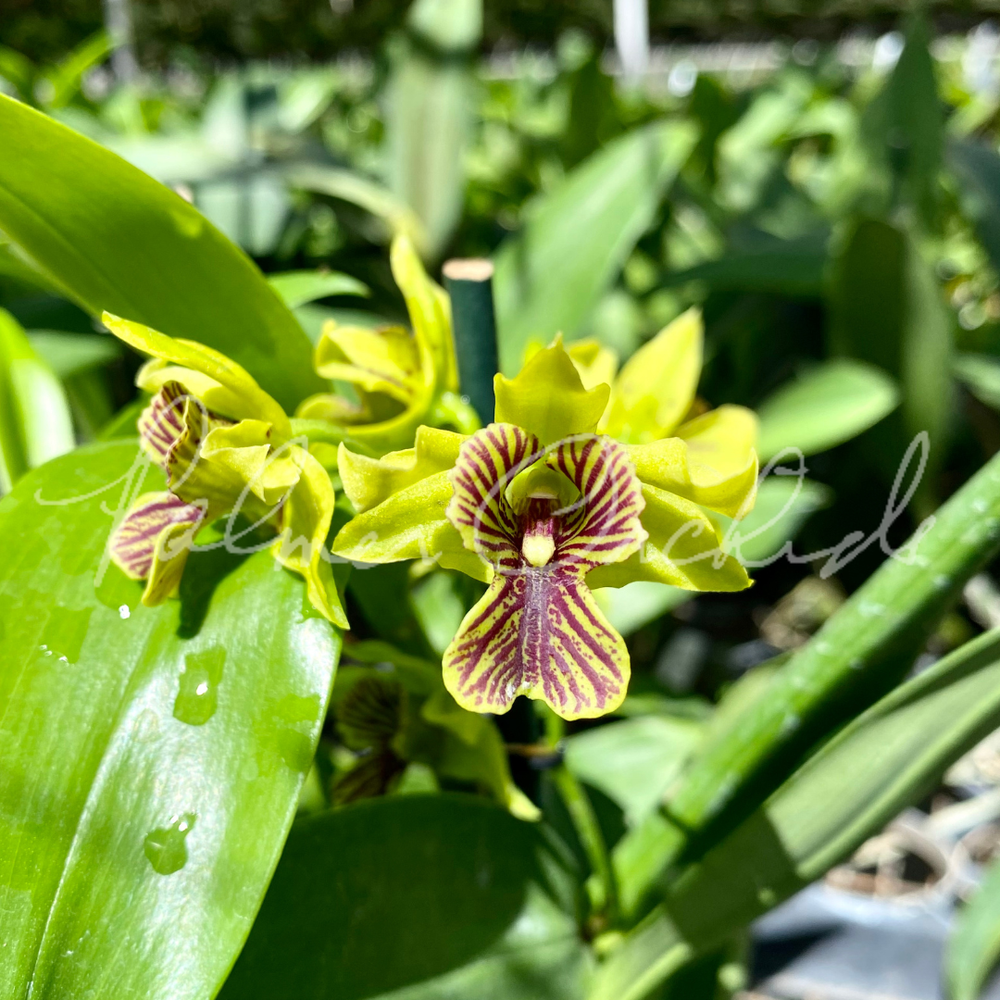Den. Green Flash — Palmer Orchids